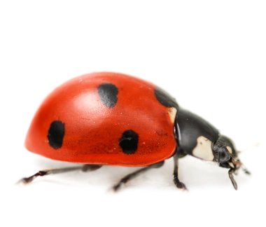 Supermacro Of Ladybug. Studio Isolated clipart