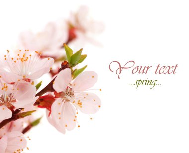 Spring Blossom clipart