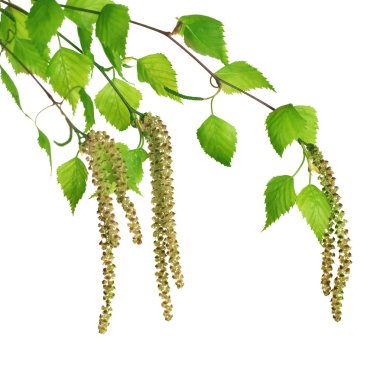 Spring Birch Isolated On White clipart