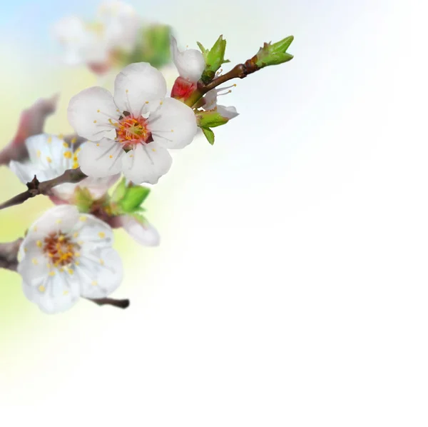 Spring Cherry Blossoms — Stock Photo, Image