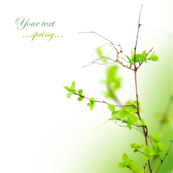 美丽的春天树叶 — 图库照片