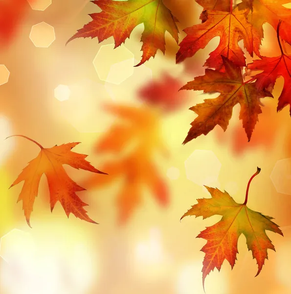 Outono — Fotografia de Stock