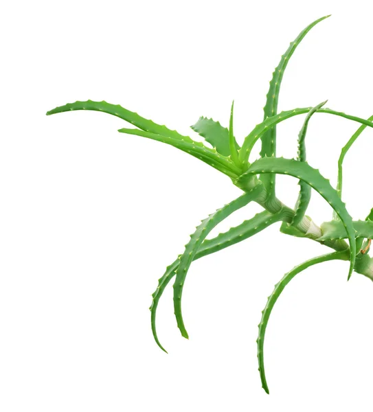 Aloe über Weiß — Stockfoto