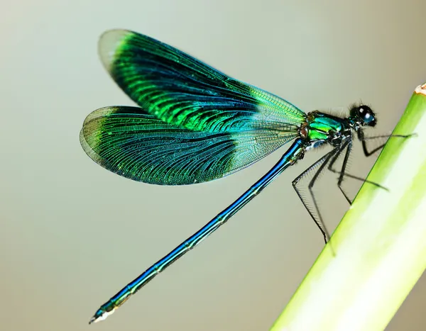 Bela libélula brilhante — Fotografia de Stock