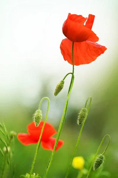 Poppies — Stock fotografie