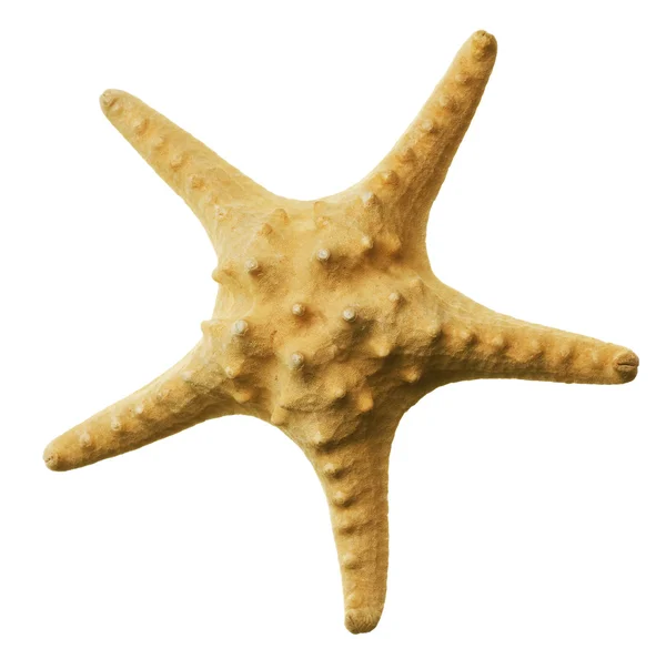 Beyaz üzerinde güzel deniz yıldızı — Stok fotoğraf