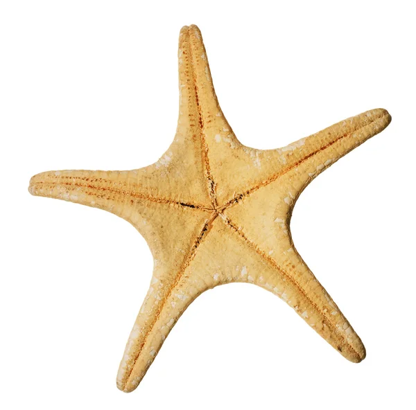 Estrella de mar sobre blanco — Foto de Stock