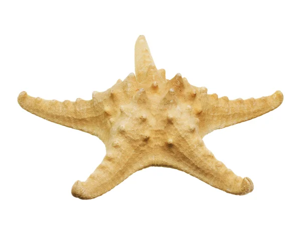 Starfish over Wit — Stockfoto