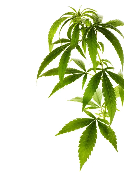 Cannabis Fronteira — Fotografia de Stock