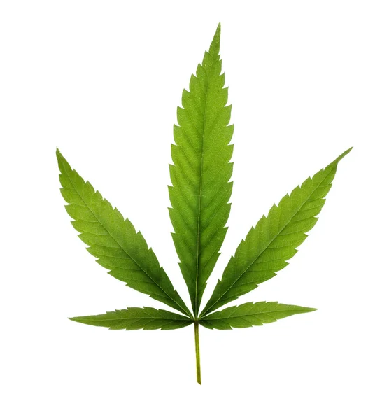Kannabisz — Stock Fotó