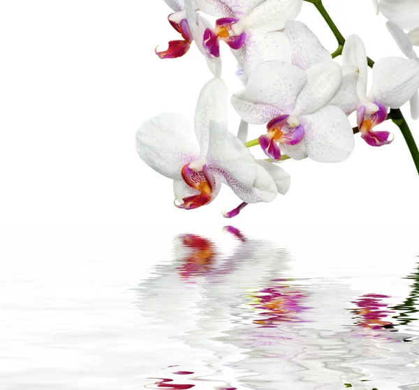 Красиві орхідеї у воді — стокове фото