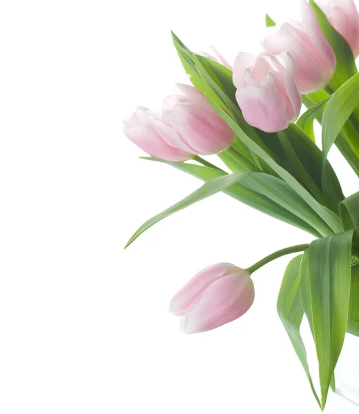 Beautiful Tulips — Stock Photo, Image