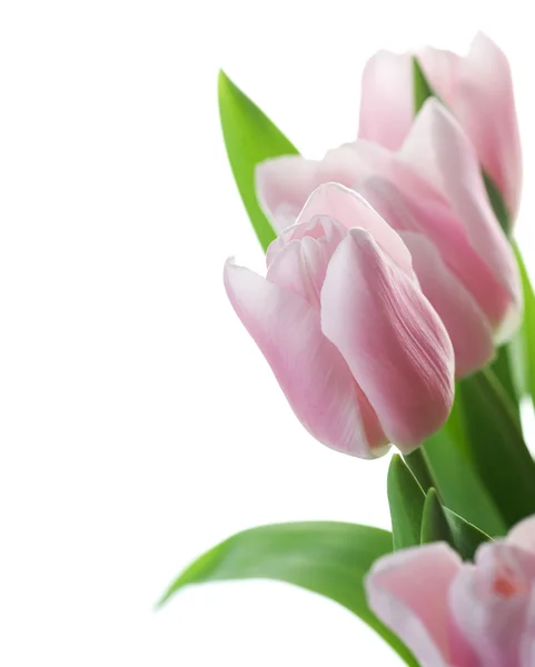 Hermosos tulipanes —  Fotos de Stock