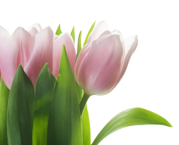 Beautiful Spring Tulips Bunch — Stock Photo, Image