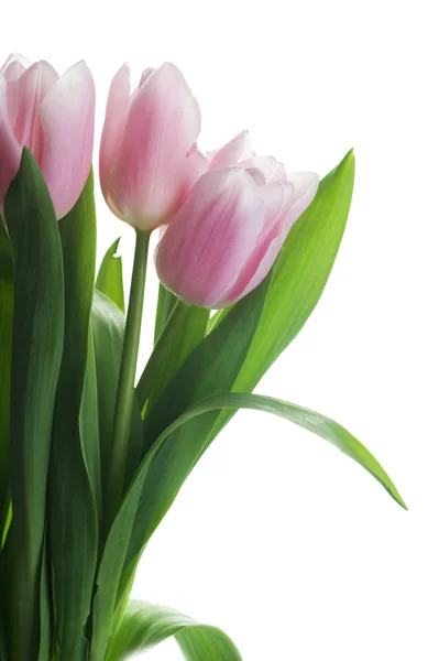 Beautiful Tulip — Stock Photo, Image
