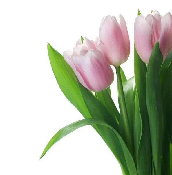 Bela tulipas fronteira isolado no branco — Fotografia de Stock