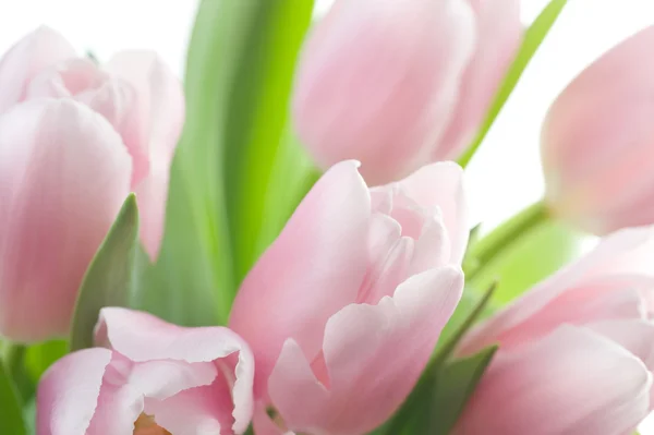 Spring Tulips Background — Stock Photo, Image