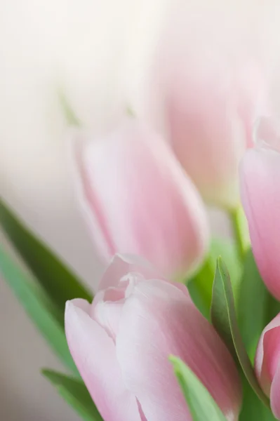Beautiful Tulip — Stock Photo, Image
