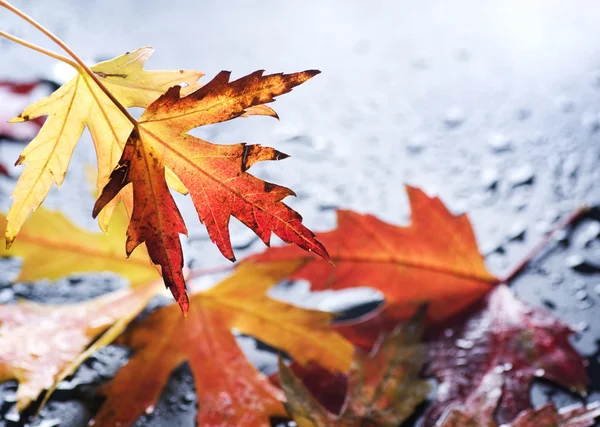 Podzimní vlhké listí nad černou — Stock fotografie