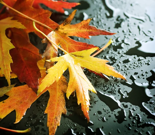 Feuilles d'automne humides sur noir — Photo