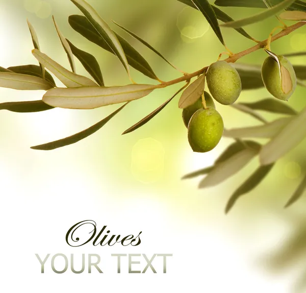 Дизайн границы оливковой ветви. Растущие оливки — стоковое фото