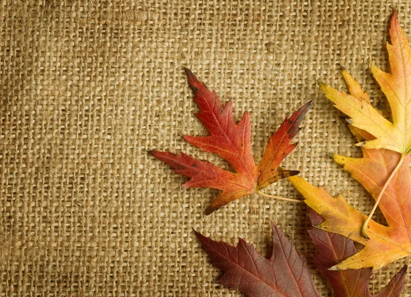 Осіннє листя над мішковиною — стокове фото