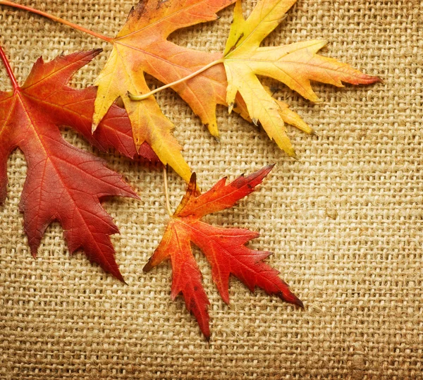 Hojas de otoño sobre fondo de arpillera — Foto de Stock