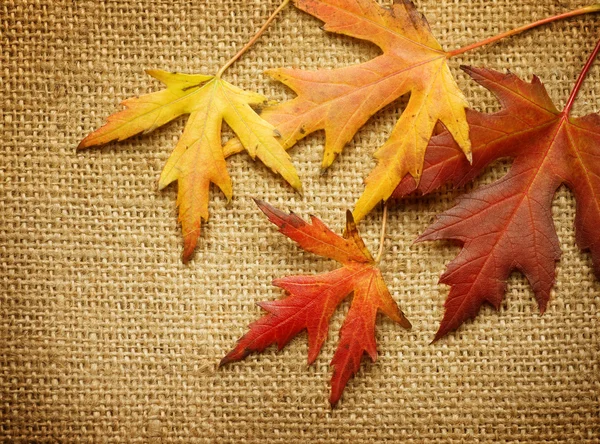黄麻布の背景の上の秋の紅葉 — ストック写真