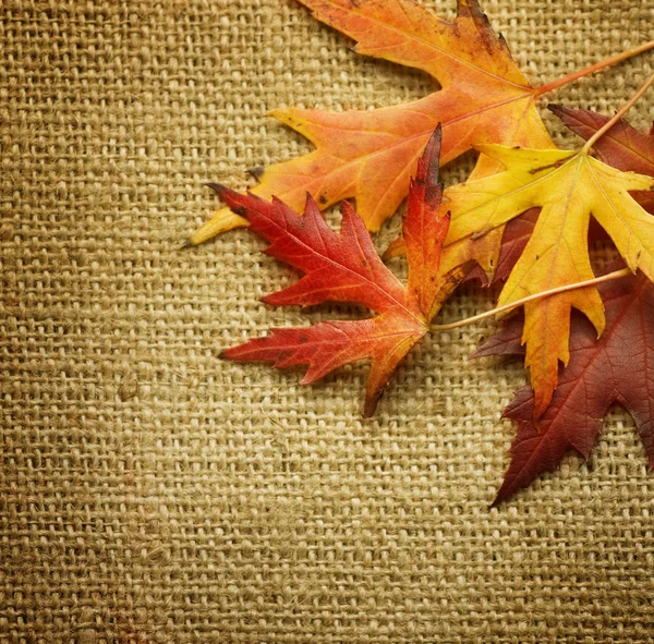 Осенние листья на фоне бурлапа — стоковое фото