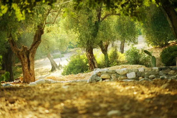 Zeytin ağaçları — Stok fotoğraf