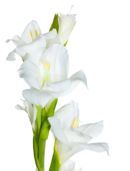 Красиві білі Троянди плетисті — стокове фото