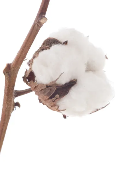 Cotton Over White — Stock Photo, Image