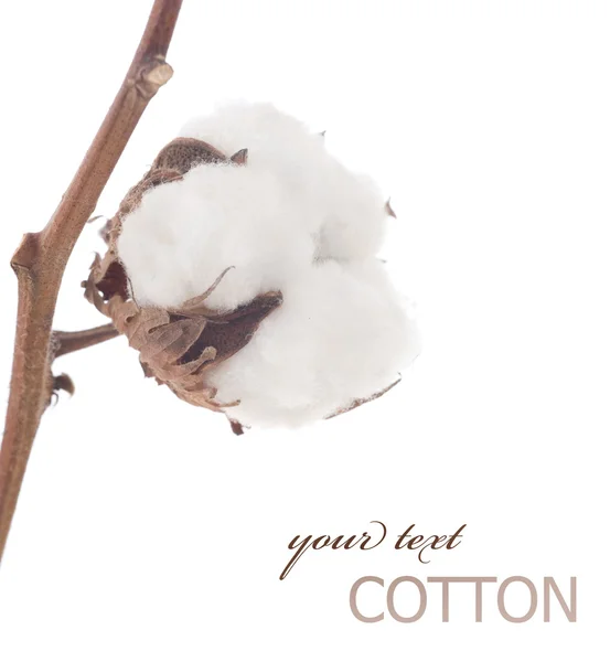 Baumwolle über Weiß — Stockfoto