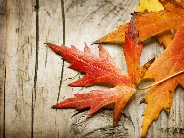 Podzimní listí nad dřevěnou pozadí. kopie prostor — Stock fotografie