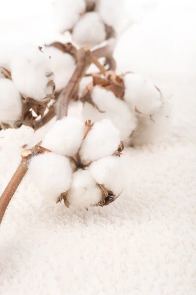 Planta de algodón en una toalla esponjosa — Foto de Stock