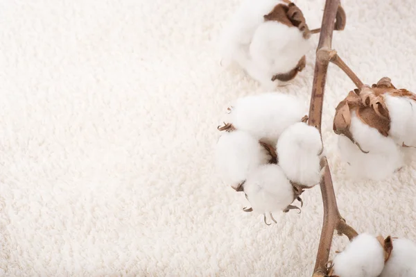 Fábrica de algodão em uma toalha fofa — Fotografia de Stock