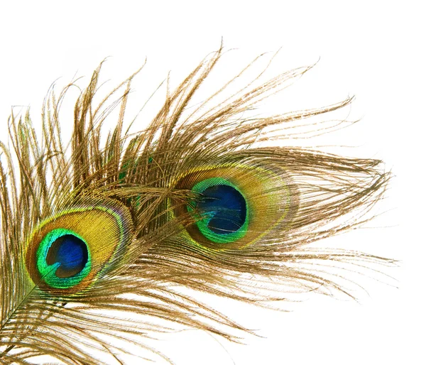Peacock Feathers over white — Stock Photo, Image