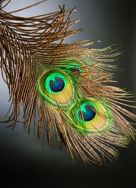 Peacock Plumas sobre negro —  Fotos de Stock