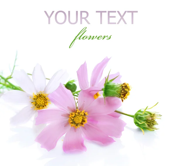 Mooie bloemen over Wit — Stockfoto