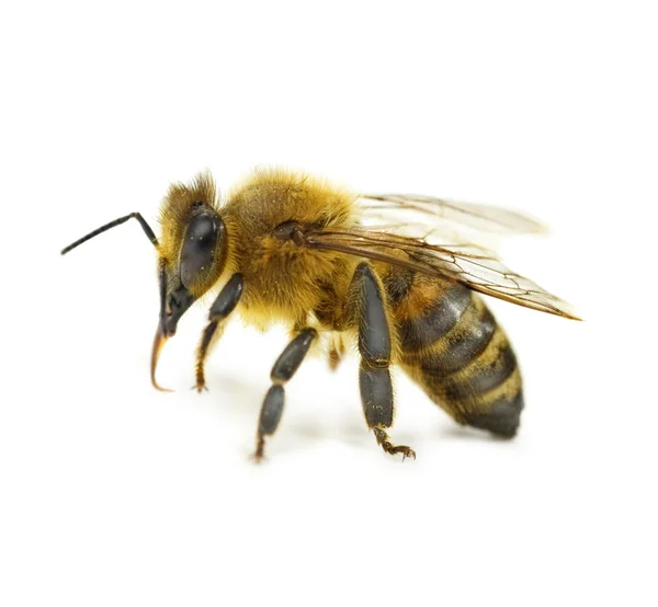 Pojedynczy pszczoły na białym tle — Zdjęcie stockowe