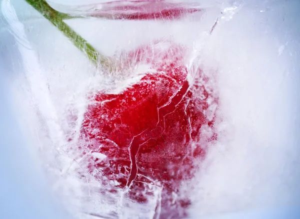氷の桜のクローズ アップ — ストック写真