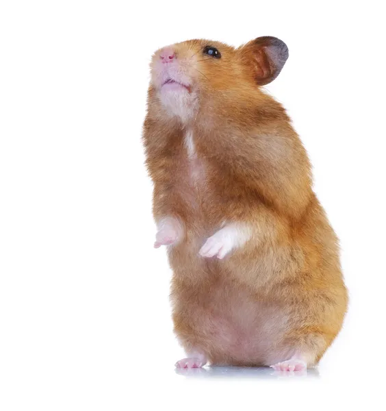 Roliga hamster — Stockfoto