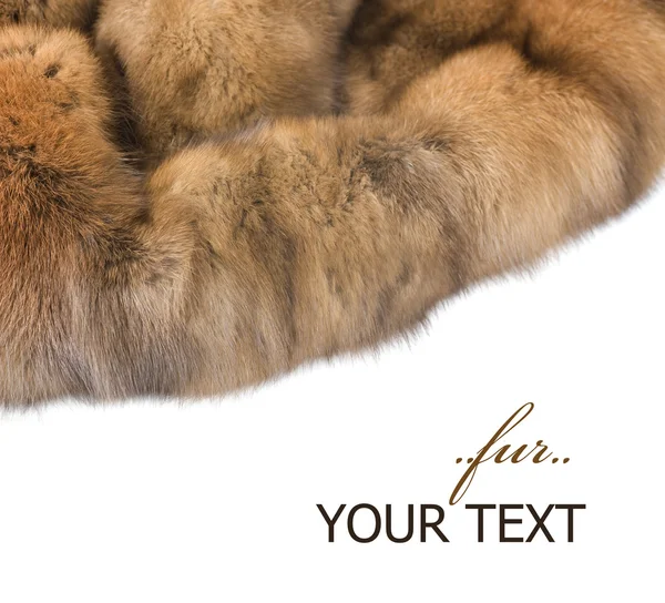 Luxus-Pelz. Russisches Zobel isoliert auf Weiß — Stockfoto