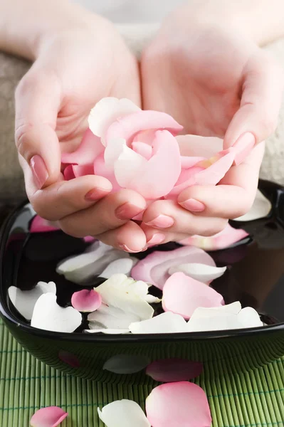 아름 다운 여성 손과 장미 꽃잎 — 스톡 사진