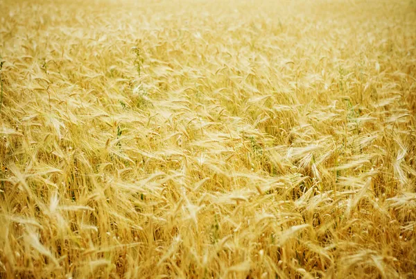 Fondo de trigo — Foto de Stock