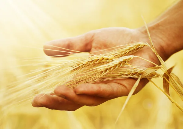 Пшеничные уши в руке. Концепция сбора урожая — стоковое фото