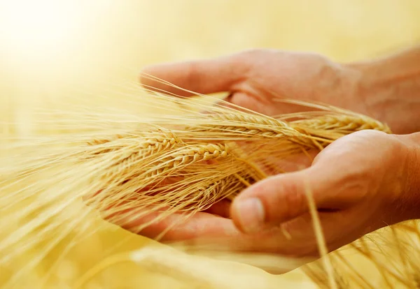 Orelhas de trigo nas mãos. Conceito de colheita — Fotografia de Stock