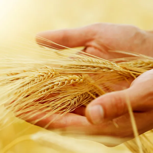 小麦。收获的概念 — 图库照片