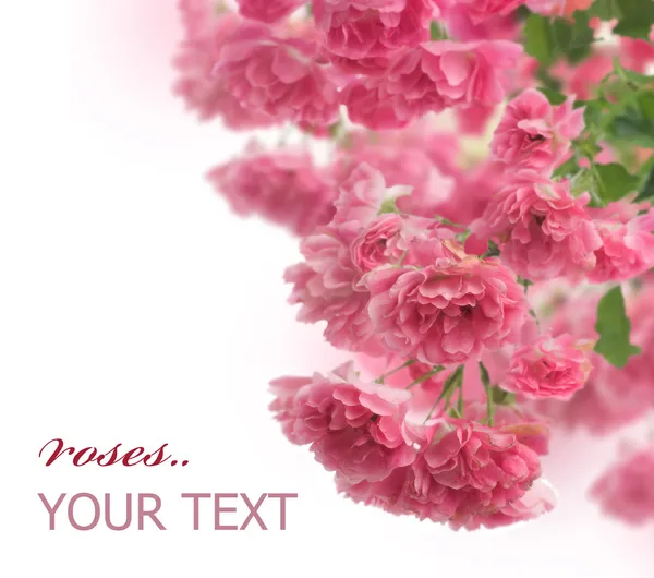 Mooie rozen grens — Stockfoto