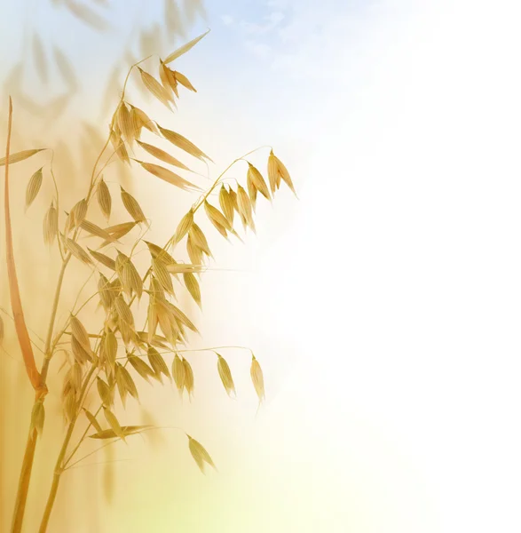 Orecchie di avena — Foto Stock